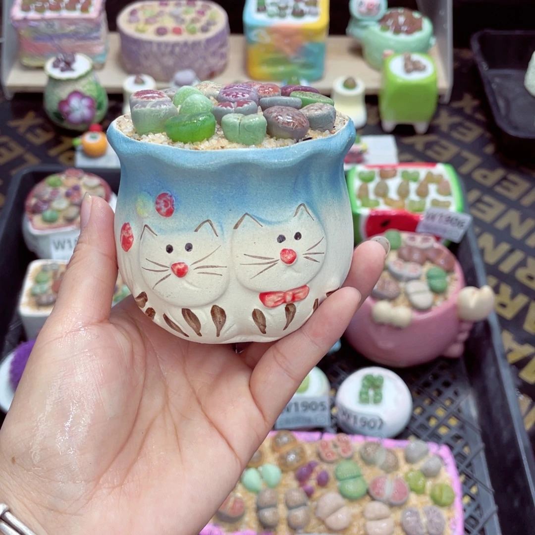 w1910 带盆土发货一物一拍