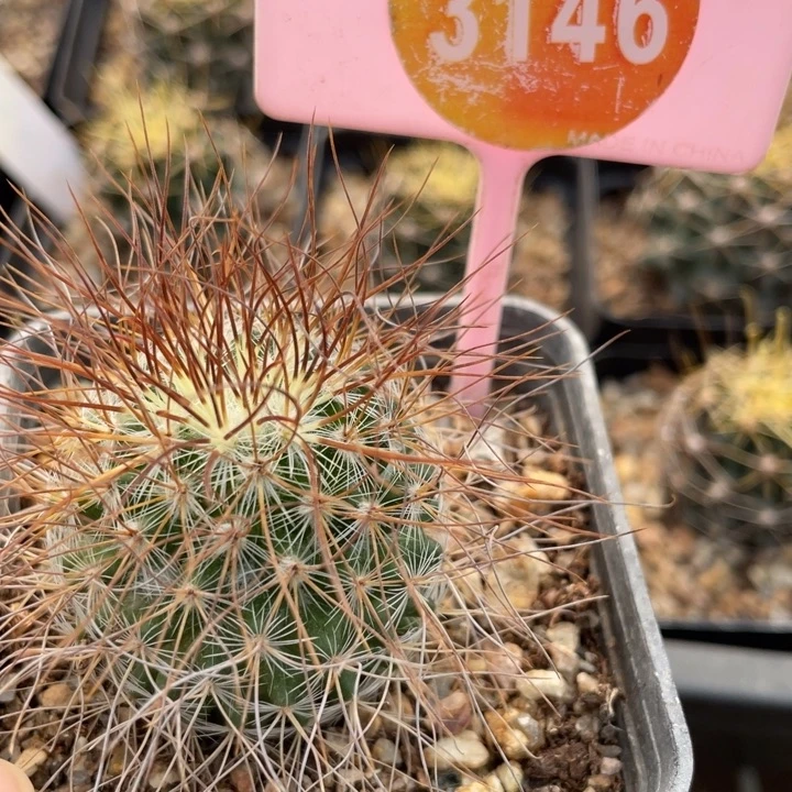 Y***毛实生海泉314600000000