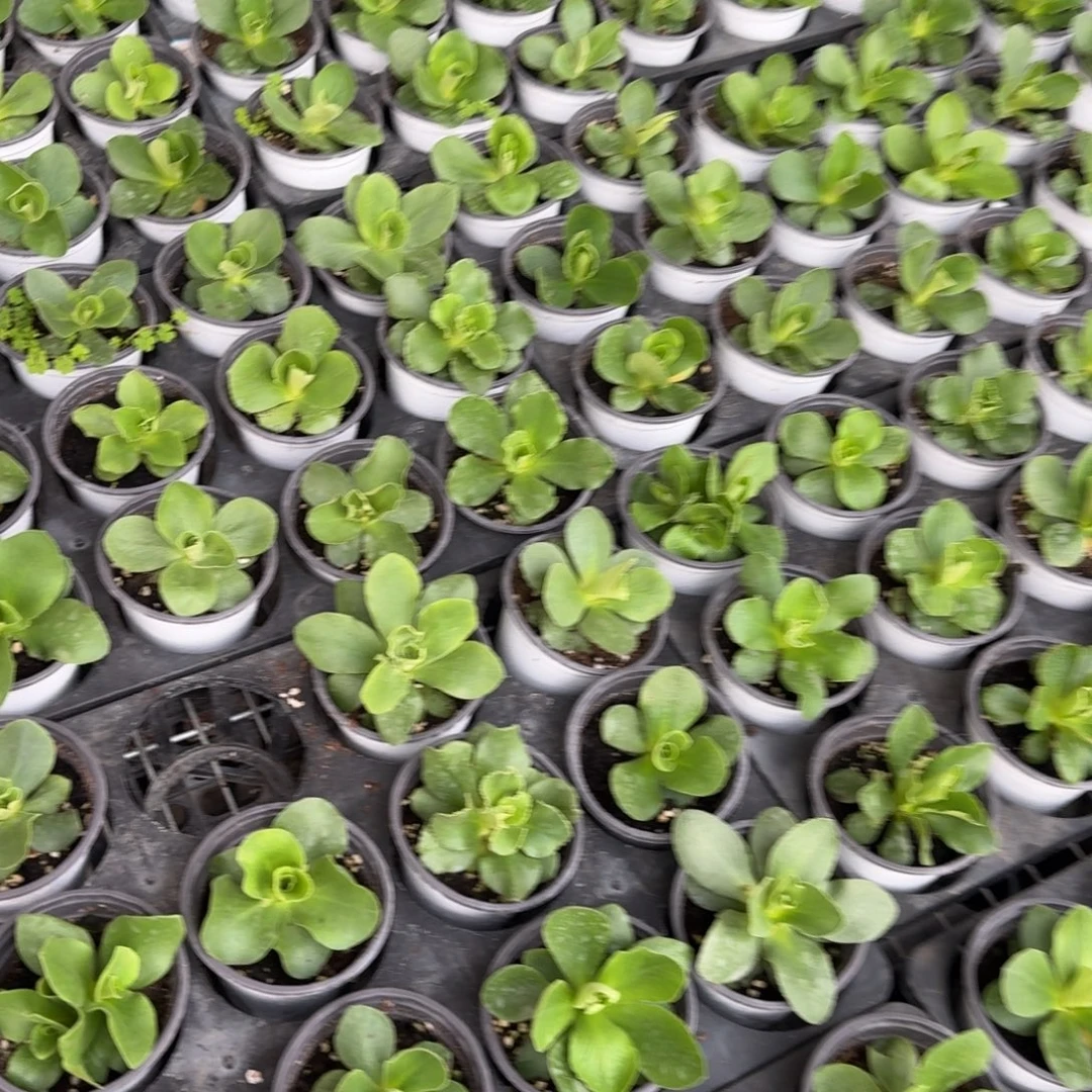 无花朵耳叶报春盲盒两颗不带花苞