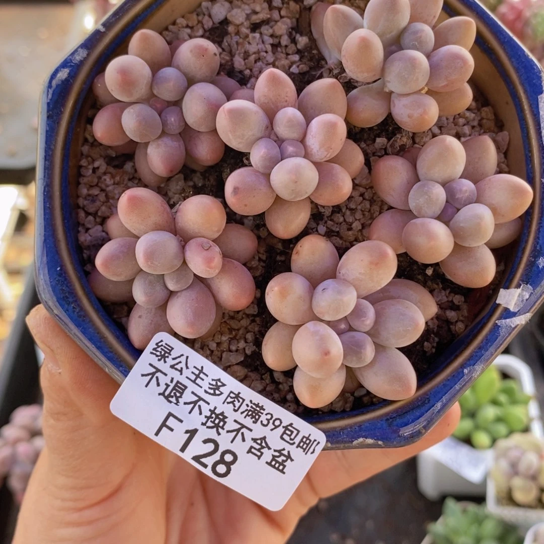 粉红泡泡奶6棵128多肉植物