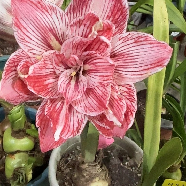 思想曲6cm带1侧，裸球发货