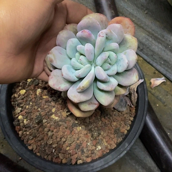 奥普石化哦哦哦哦哦哦哦