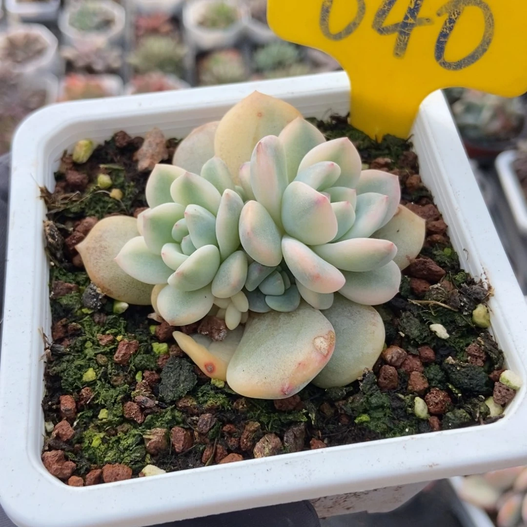 640梦露锦多肉植物多肉