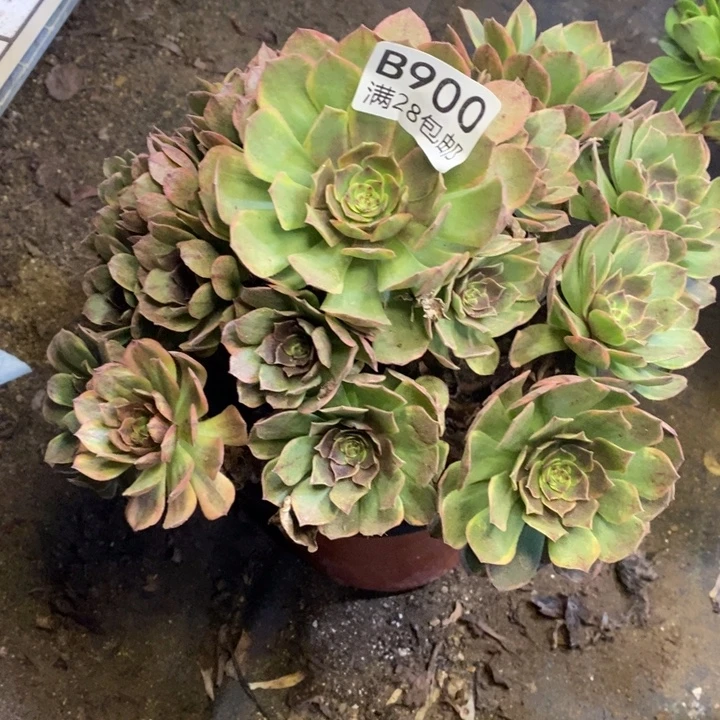 半夏多肉断头不包900