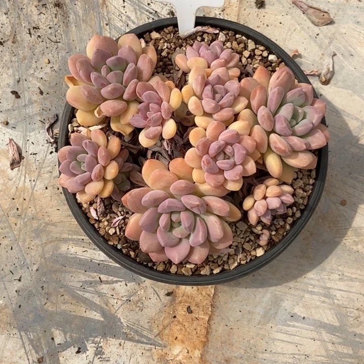 梦***戴白露。       19号。