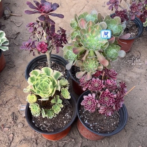 145多肉植物组合，
