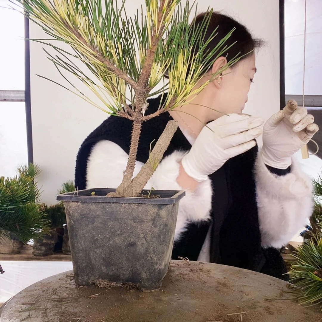 无花朵植物形态多年生草本