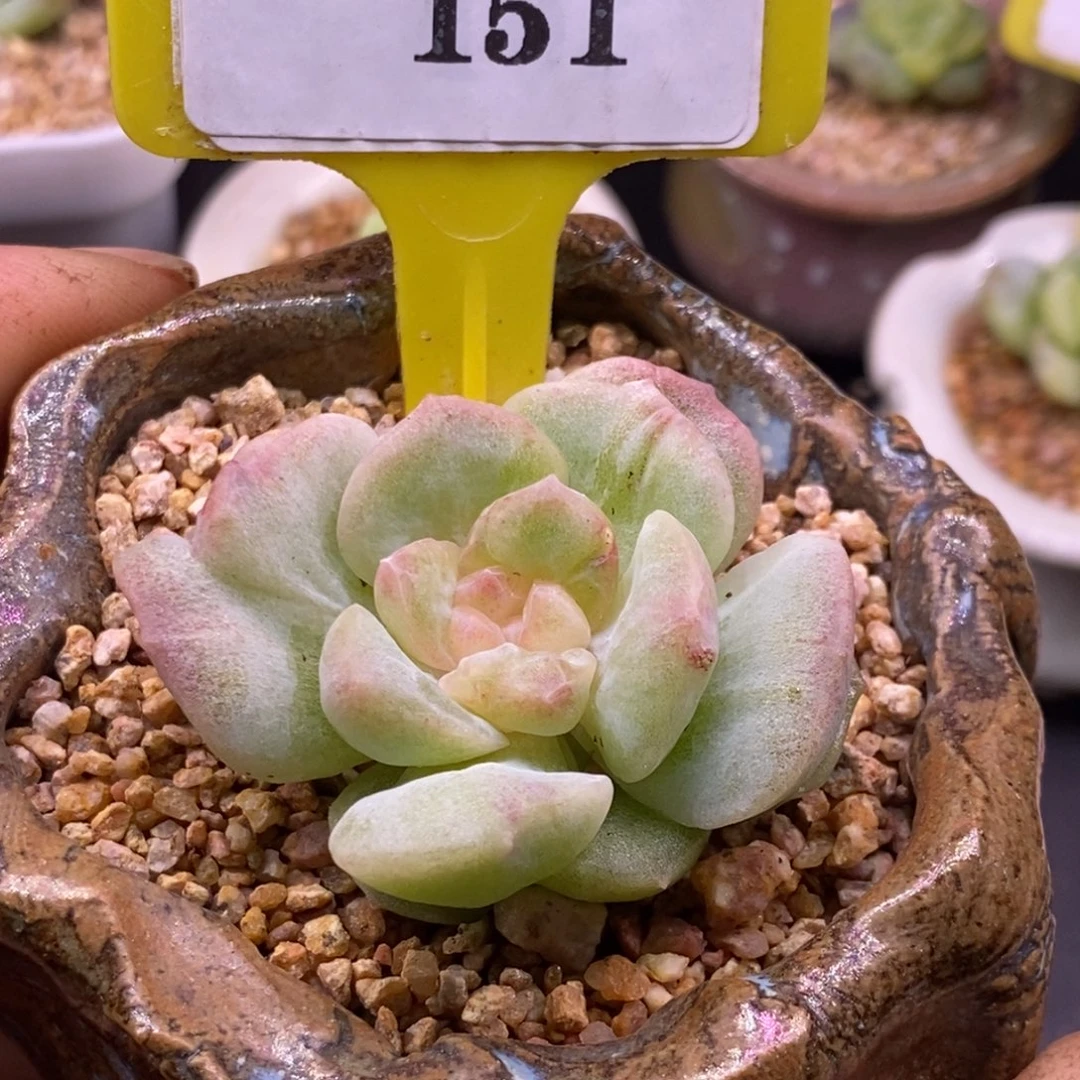 7151梦幻泡影石化多肉