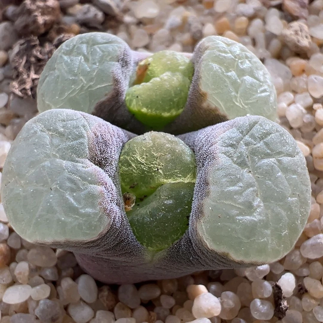 768优选1917banke磁铁