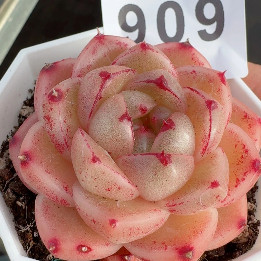 m100      愿你一路坦途，乘风破浪展宏图