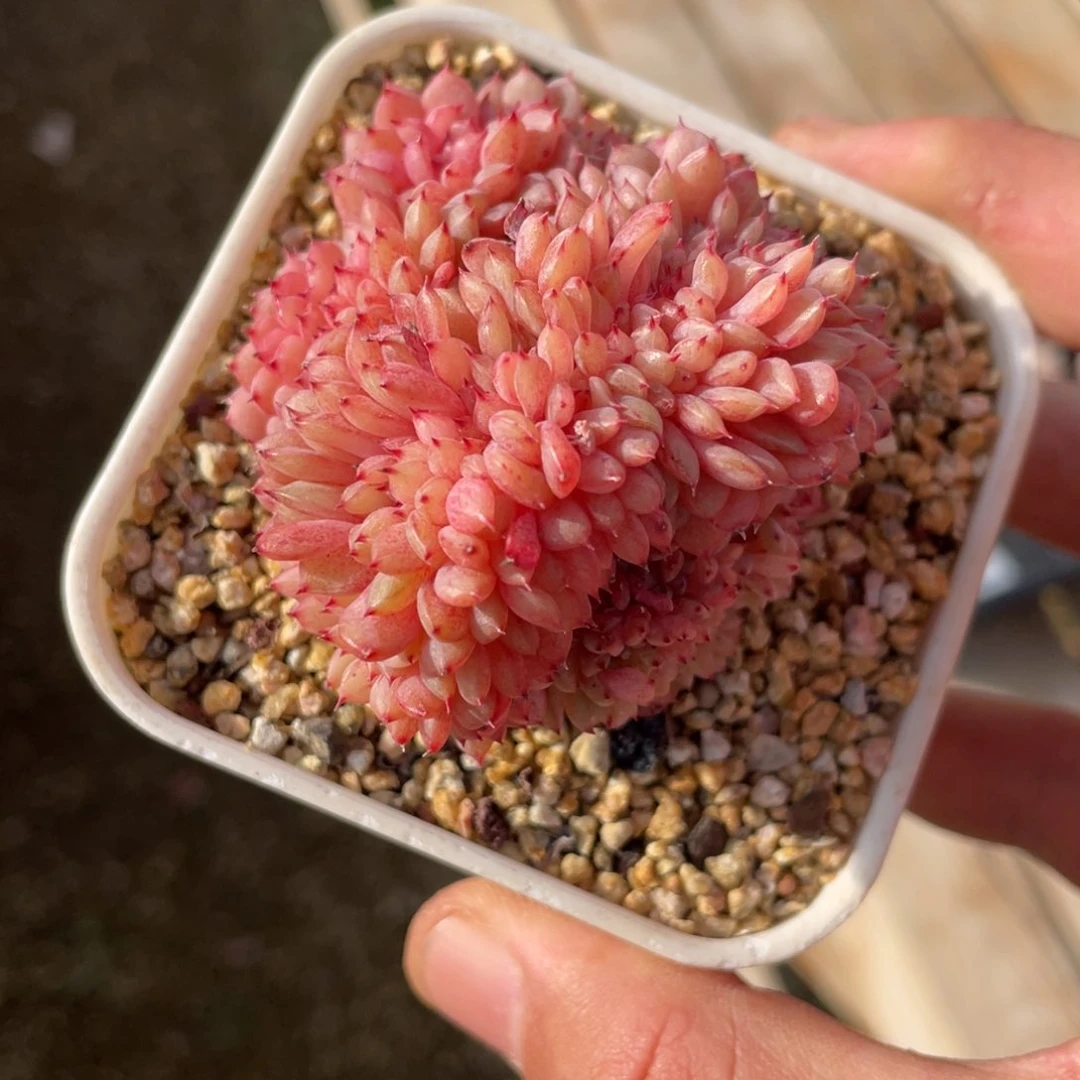 N****W配完了啦啦啦啦啦啦