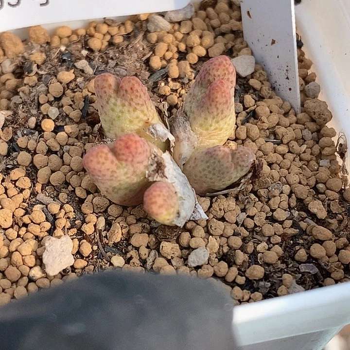 桃喜花园0205-2斑马