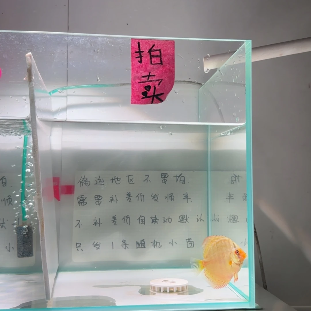 七彩神仙鱼肉身5偏远地区不拍