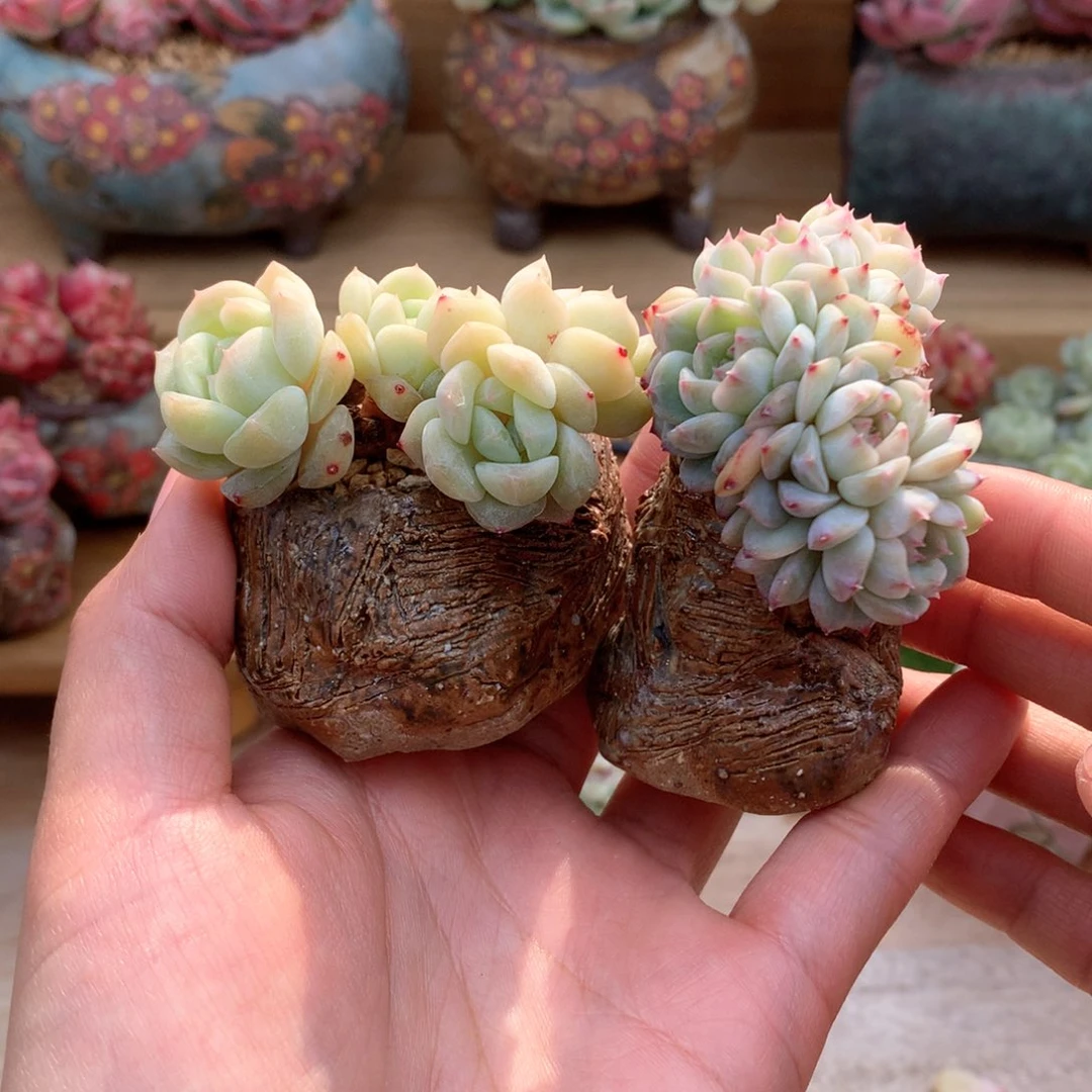 住****妞两组一起肉加盆福利