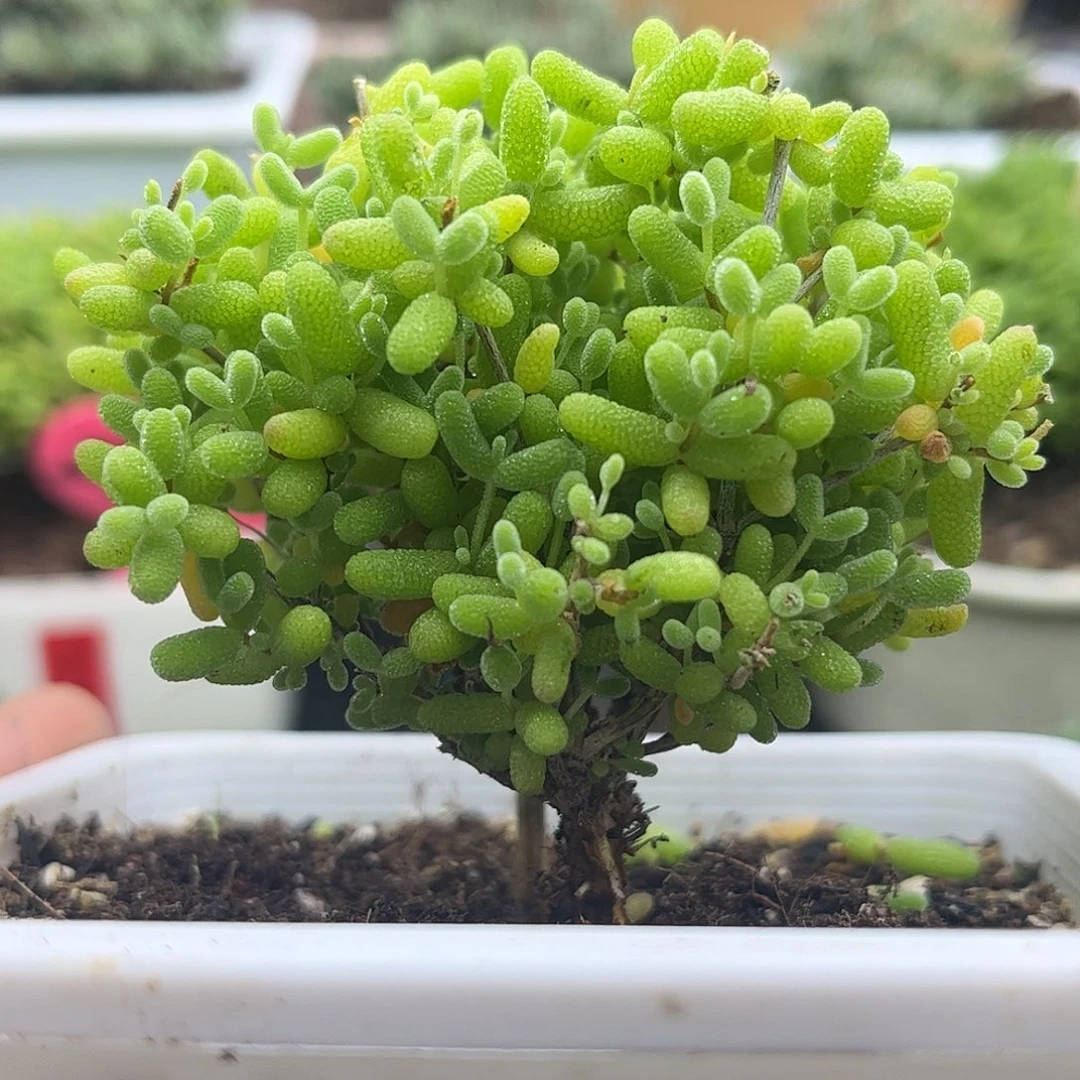 61蜜桔糖球优选枝干番杏
