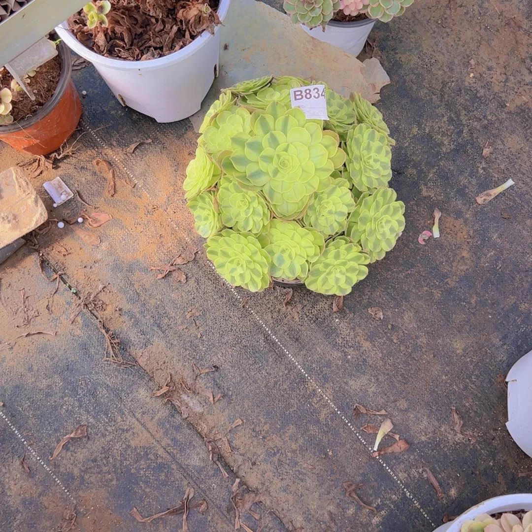 834，雨合多肉植物法师