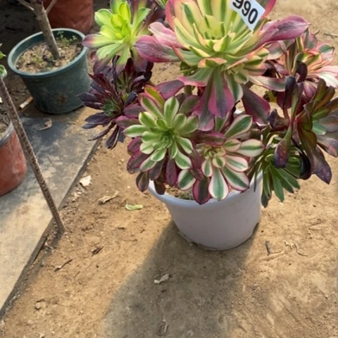 990嫁接多品种多肉法师