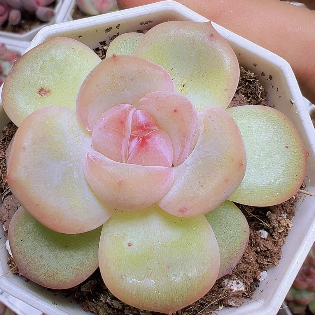 安娜珍妮19包邮多肉植物