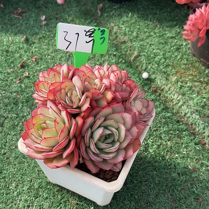 31牡丹亭带盆一多肉植物