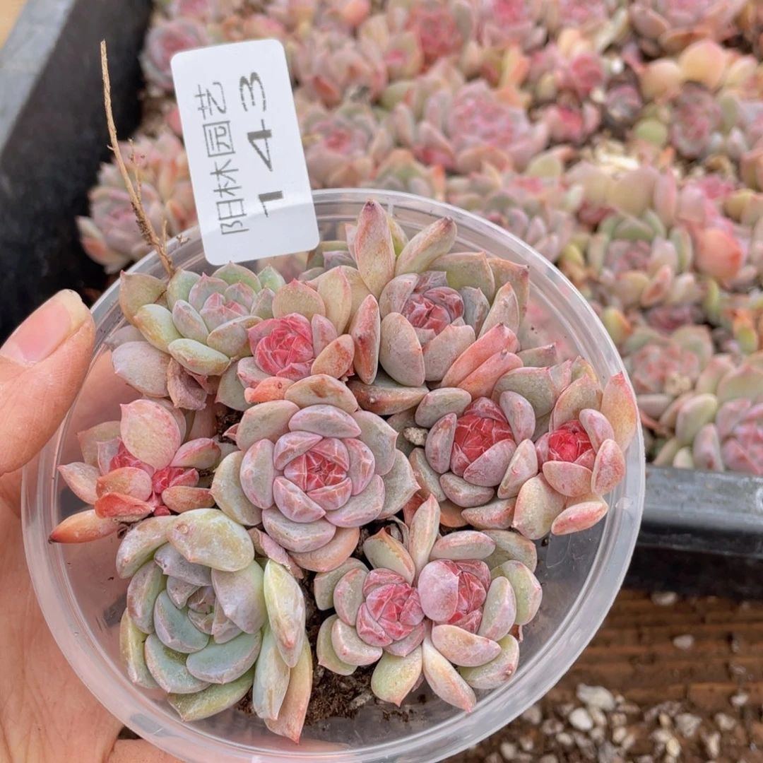 多肉植物多肉植物143