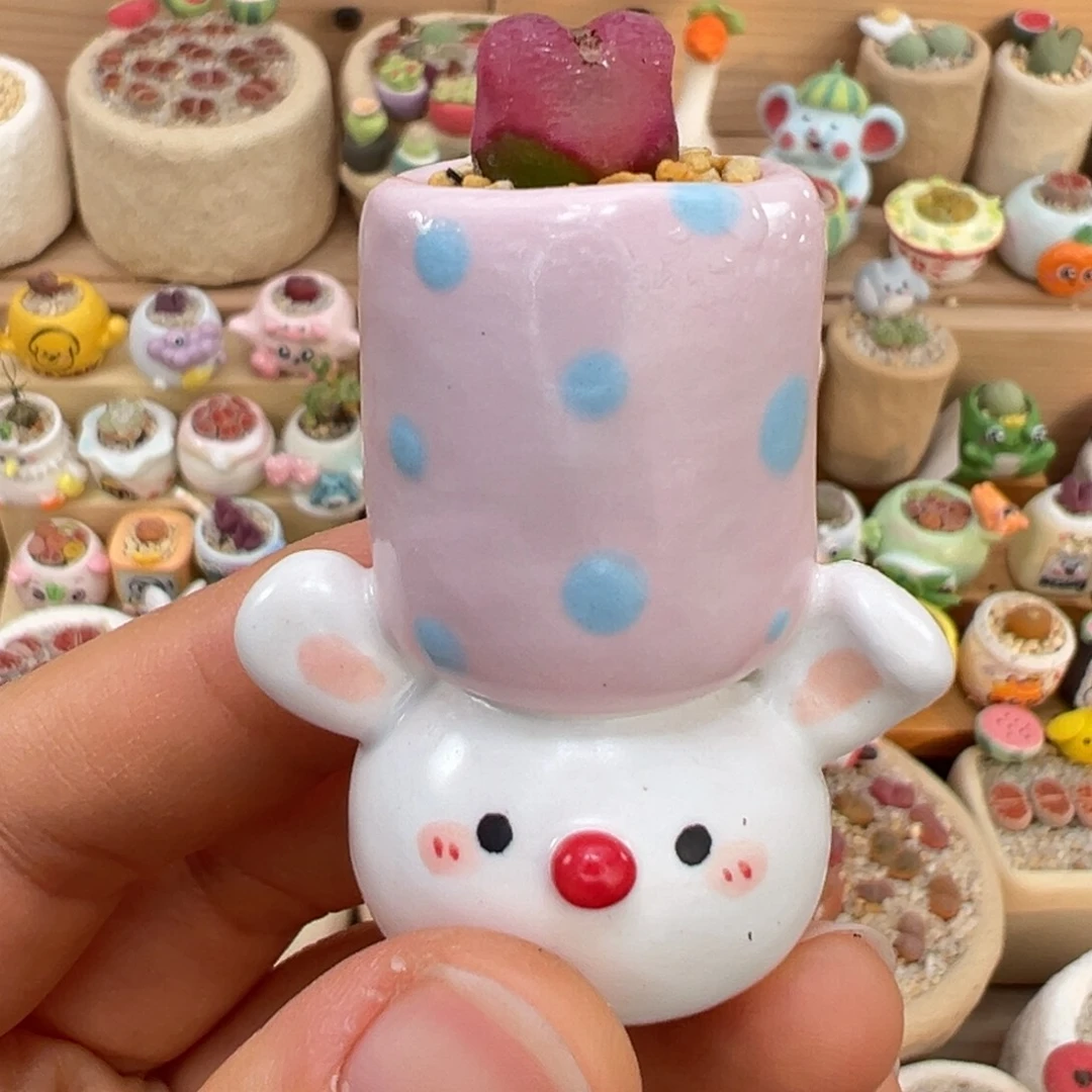 多肉植物42号毛毛