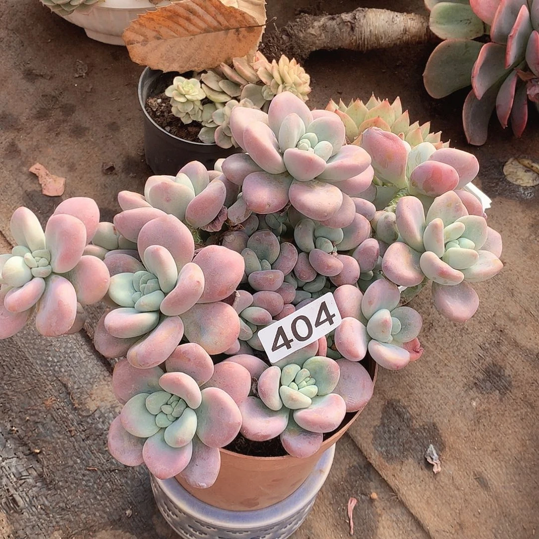 404洛神一物一拍多肉