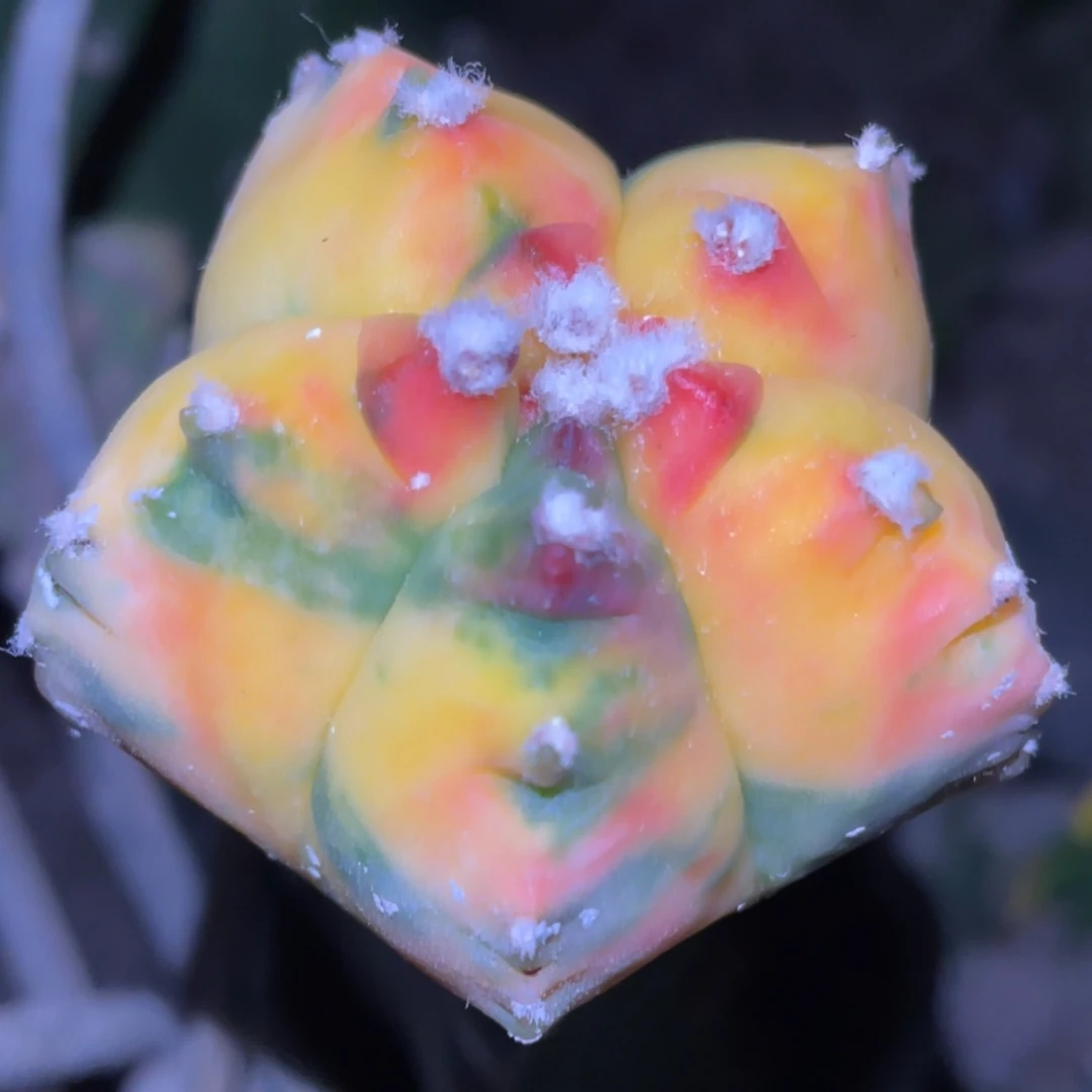 全部花朵鸾凤玉锦010