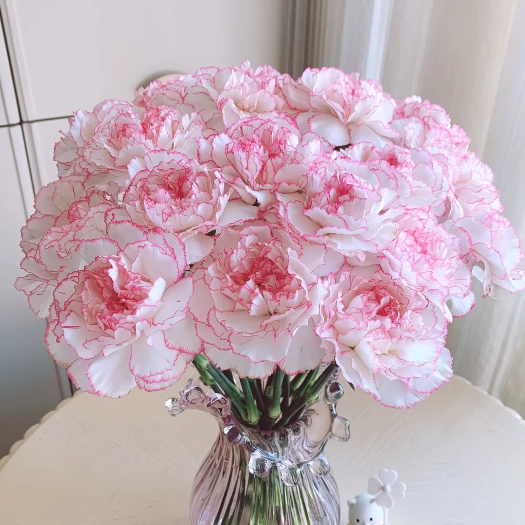 【康乃馨】可发新疆西藏北方全国各地/长花期耐运输耐热/空运包邮