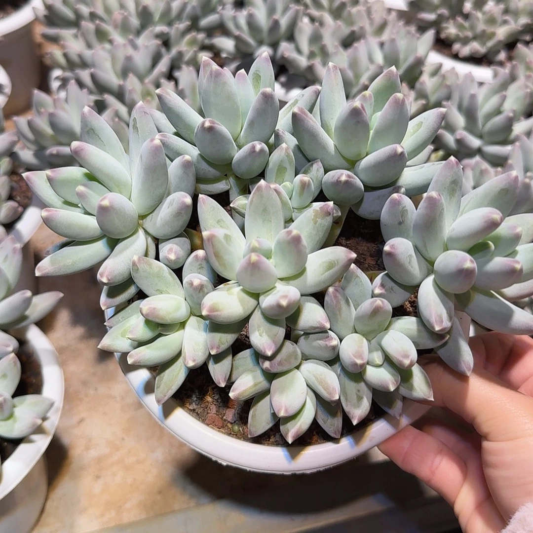 松果美人整无砍群生