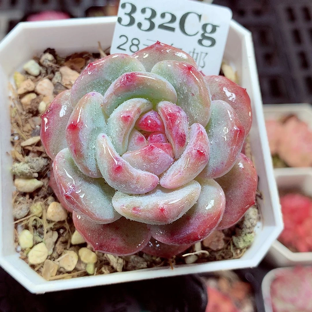 5厘米盆精控多肉332