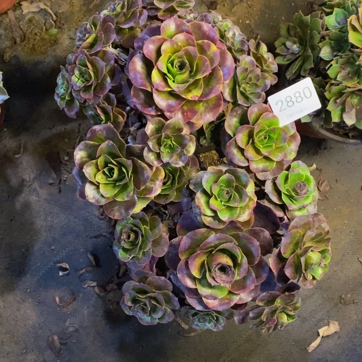 两盆多肉断头不包2880