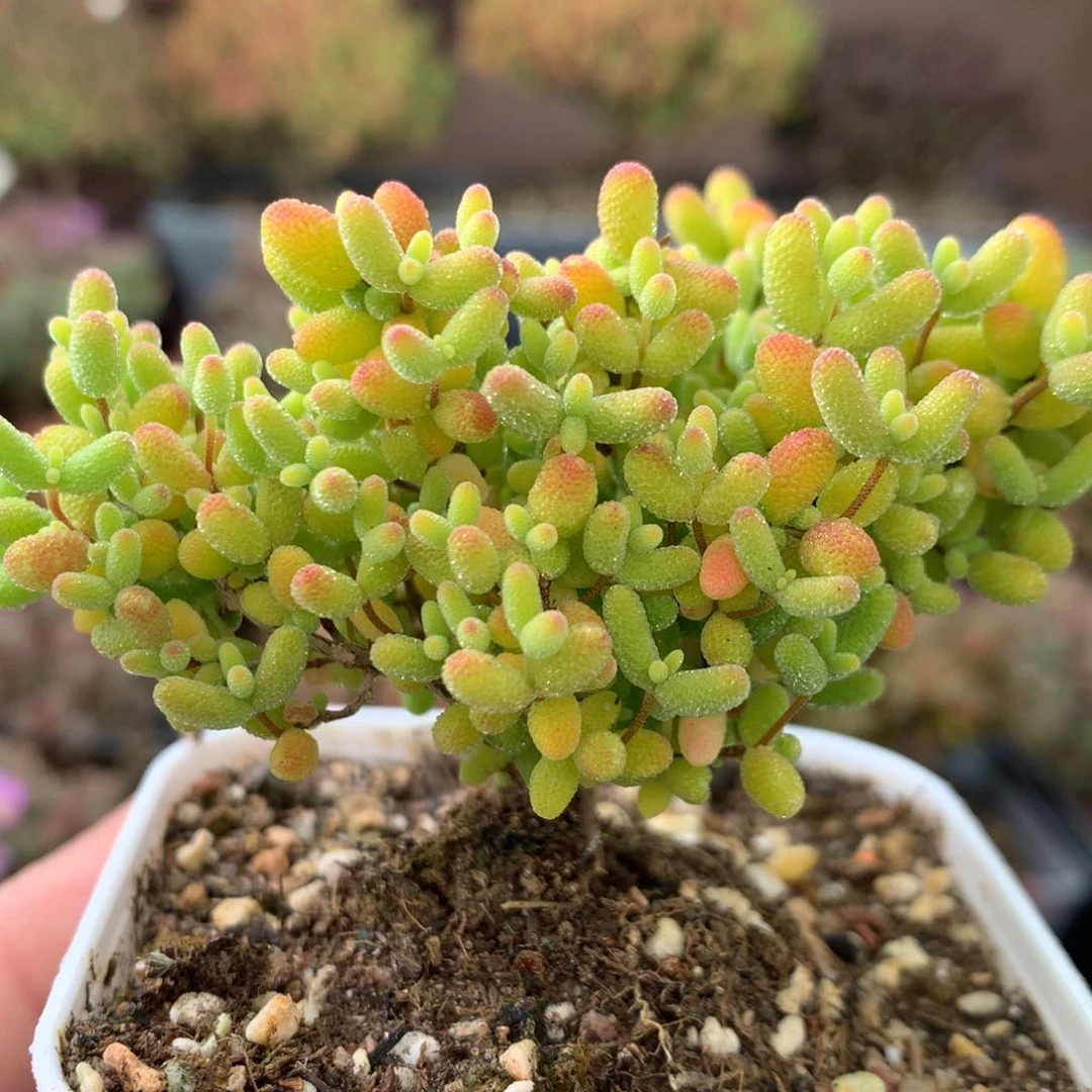 329蜜橘糖球 。