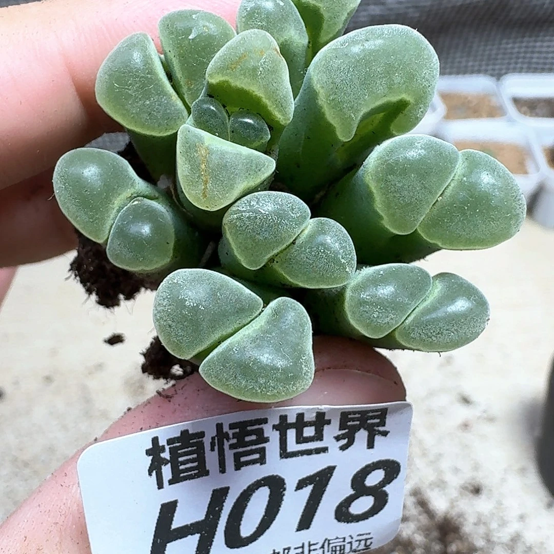 多人生多肉植物的动作