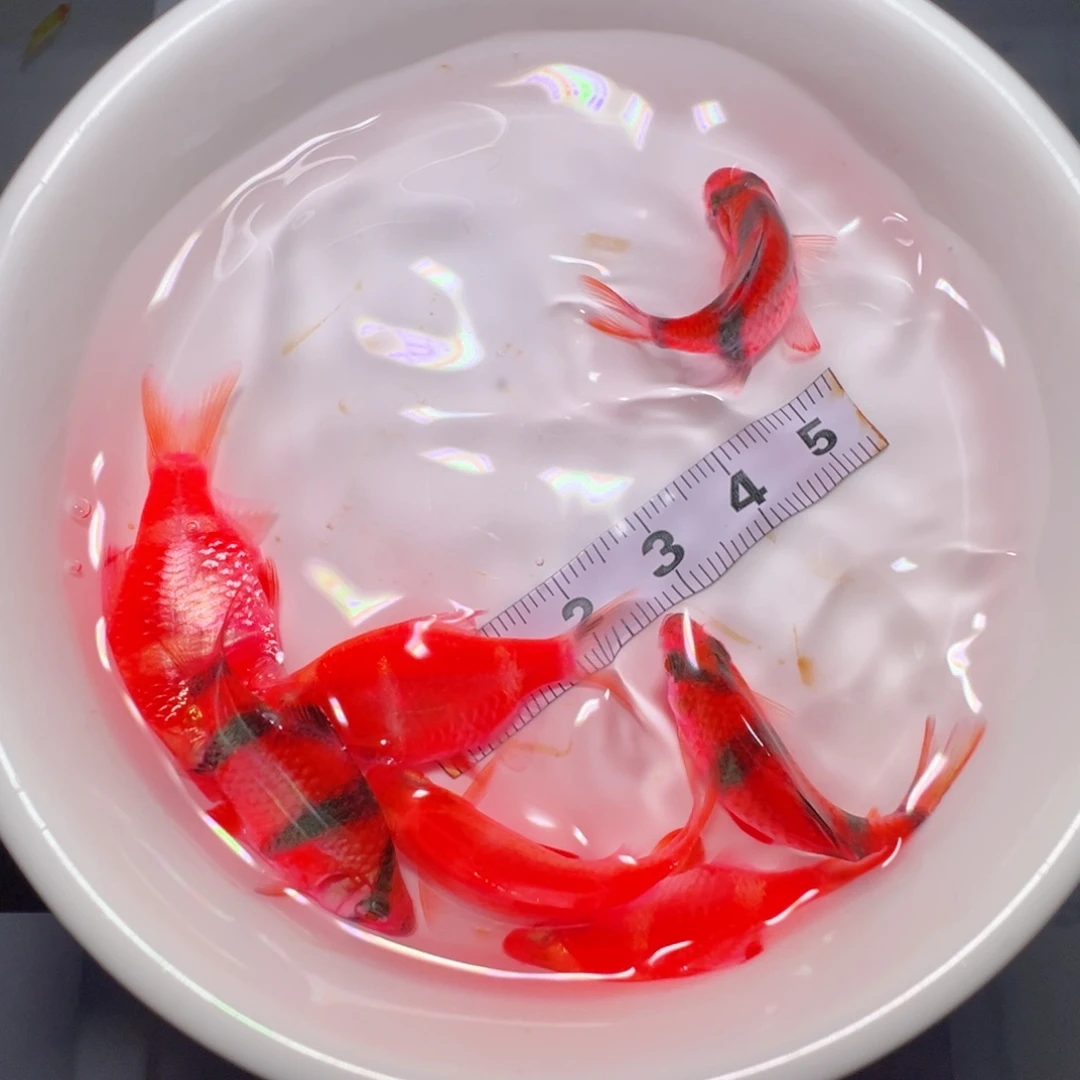虎皮鱼天*拍3送4共7条 红虎皮