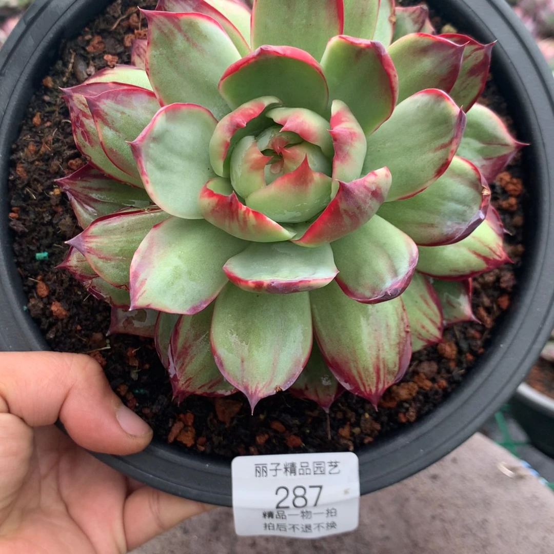 287惊鸿。多肉植物。尺寸13