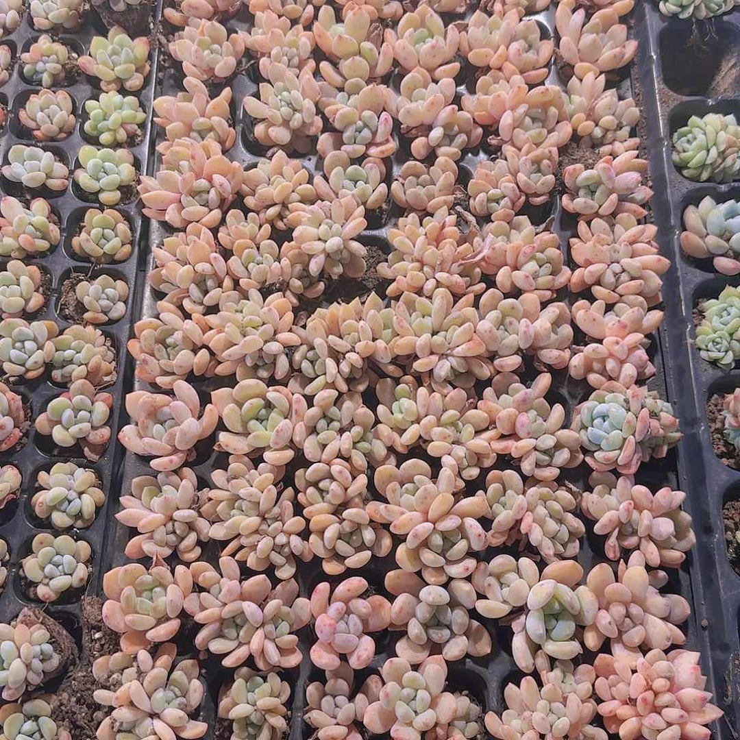 直播一物一拍多肉313