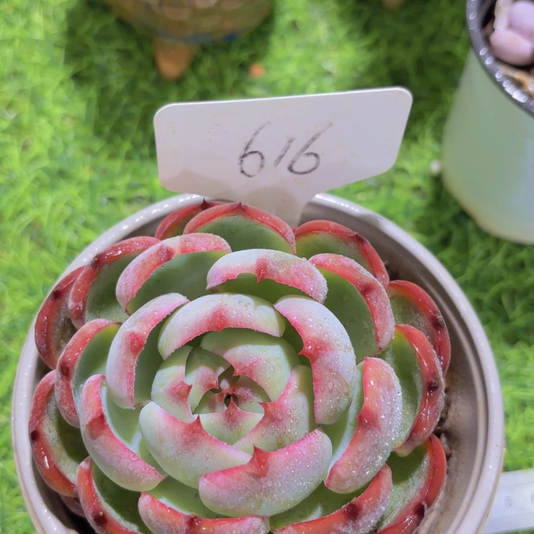 奶***甜我的小可爱们都好可爱