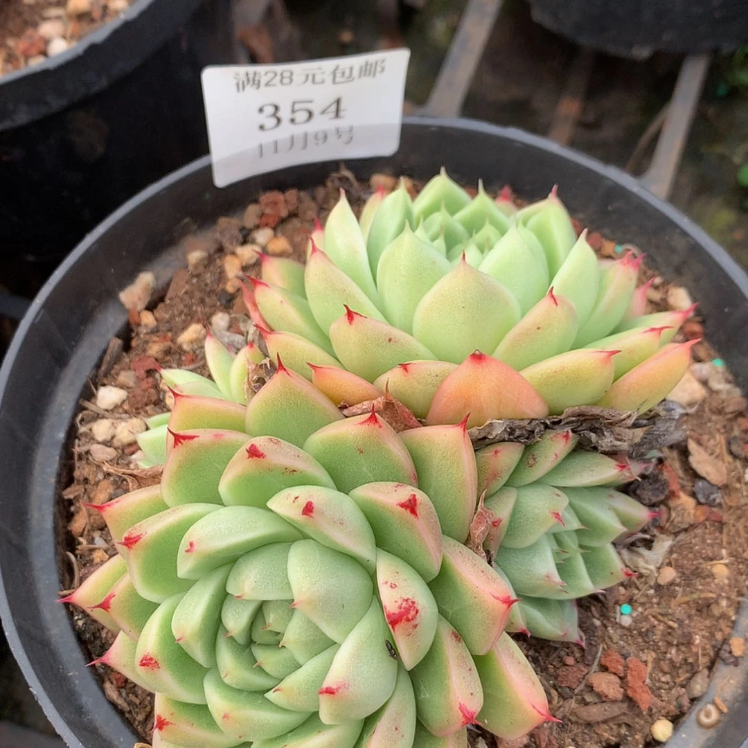 【闪购商品】云354号