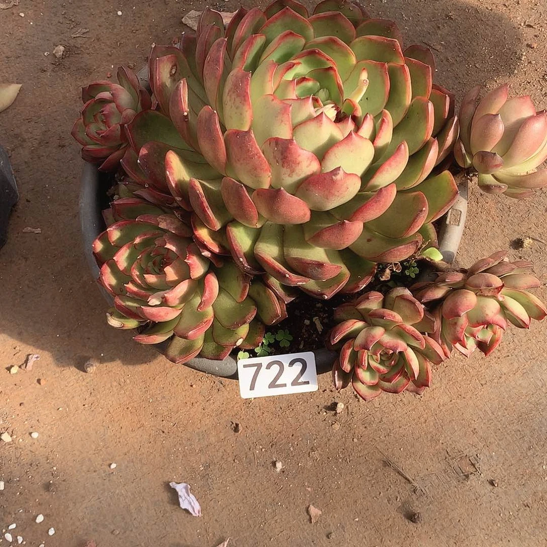 722保利 一物一拍多肉