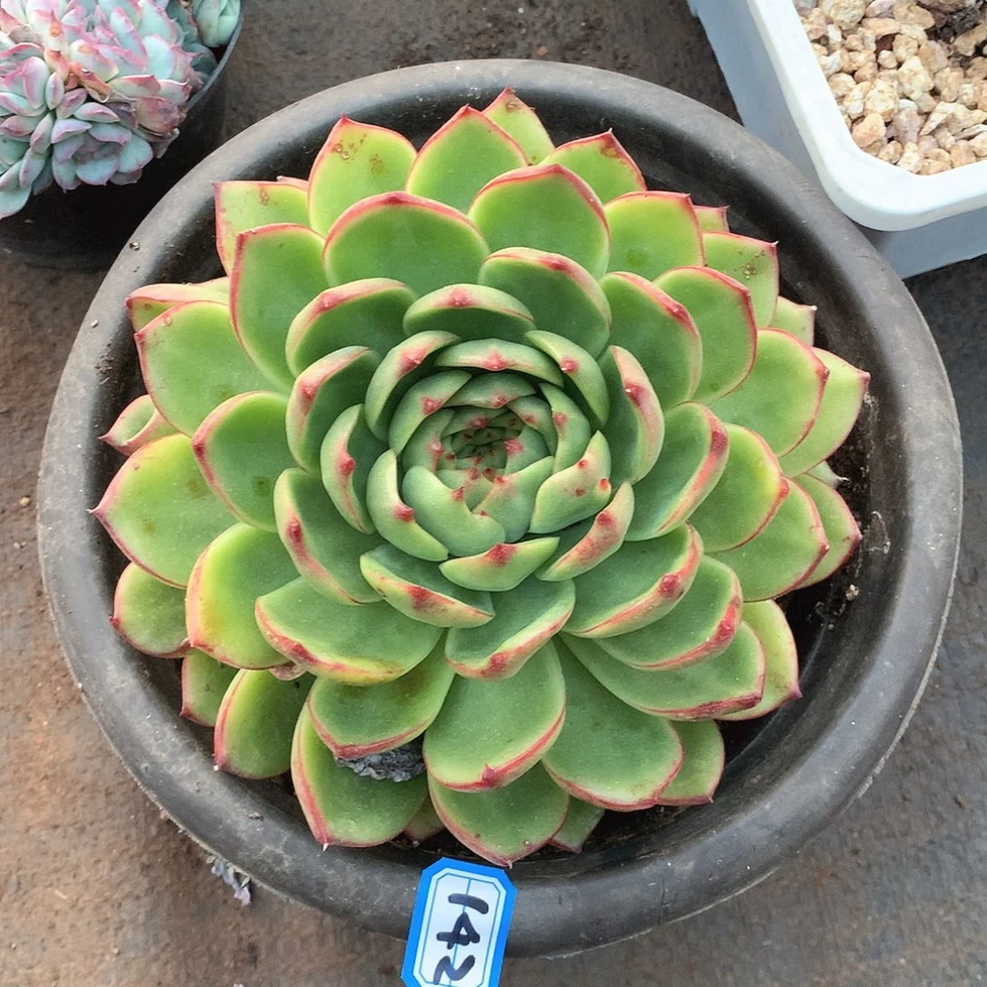 142月亮石 一物一拍多肉