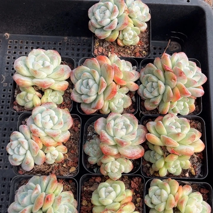 冰玉多肉七方盆一组04号