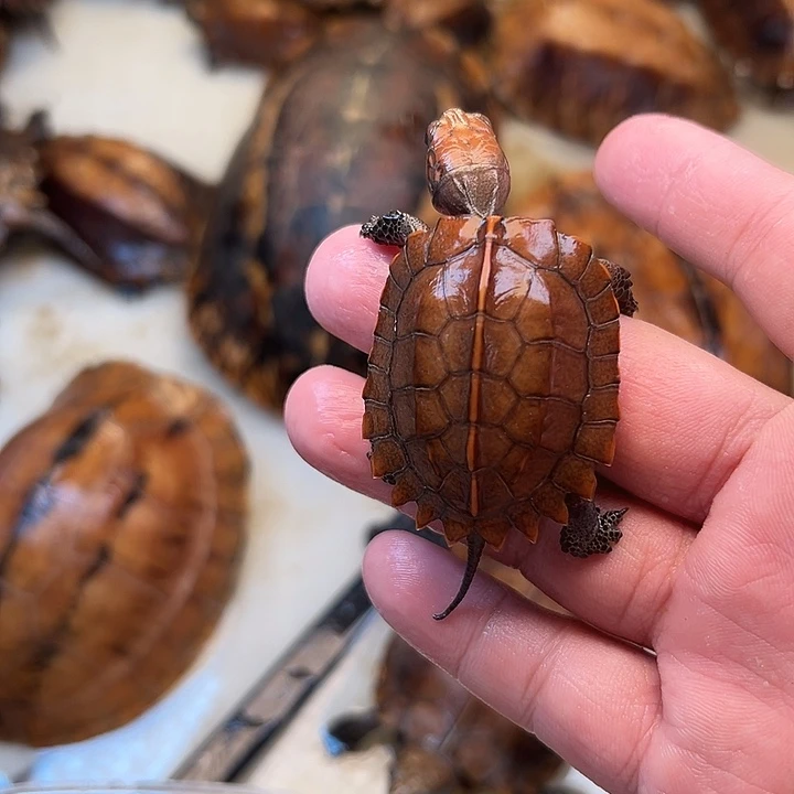 母宠物龟粥*?剧院龟