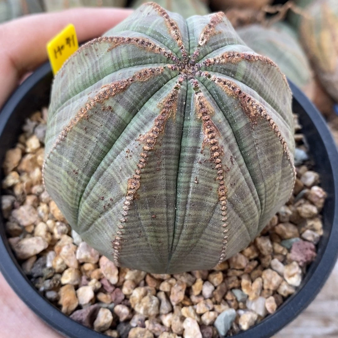 24 欧系实生布纹球多肉植物