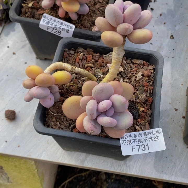 蛋黄奶老桩731多肉植物