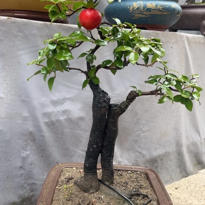陈***）无花朵金弹子盆景一物一拍