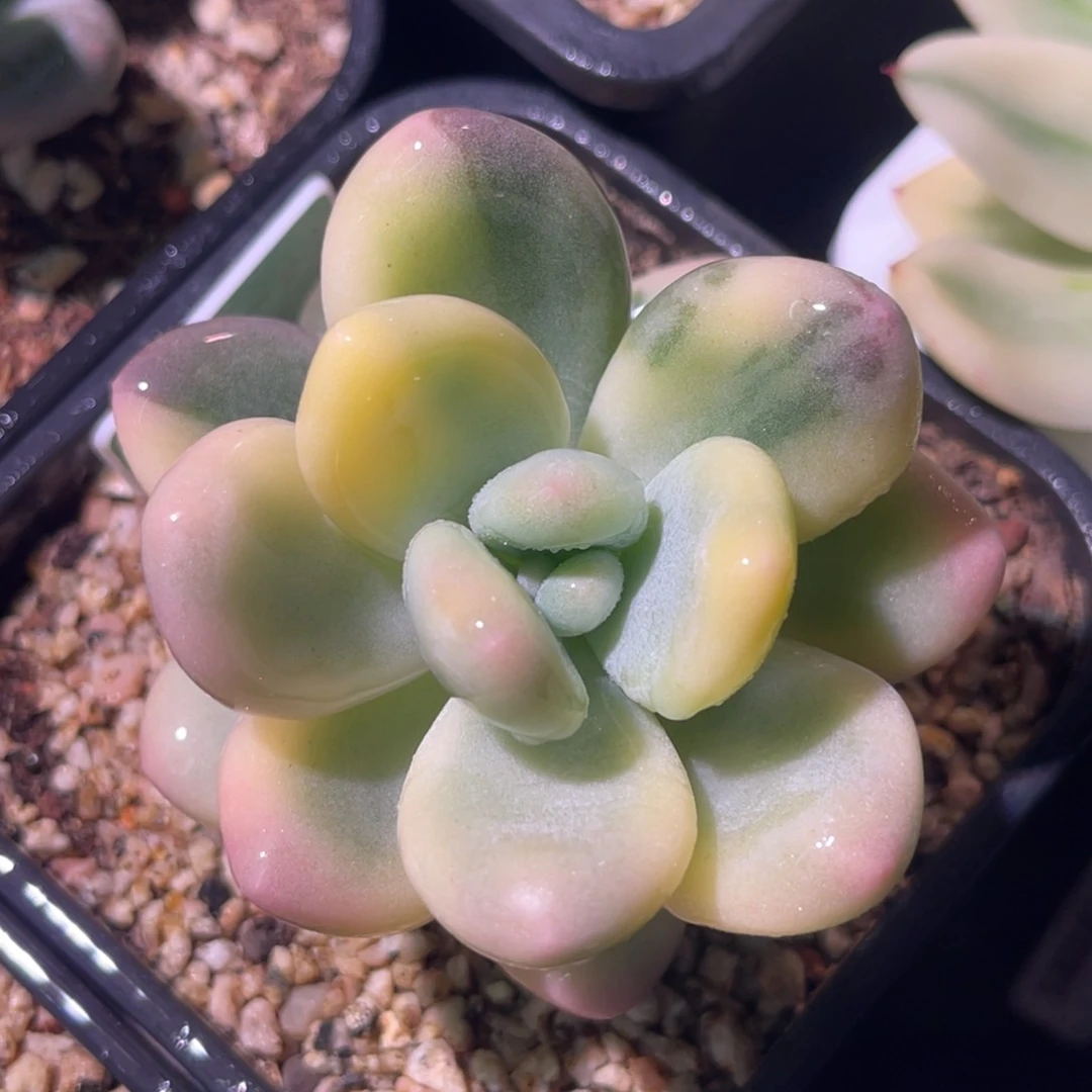 尚品特价大叶奶酪锦