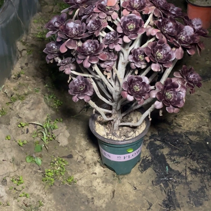 56圆叶多肉多肉植物多肉