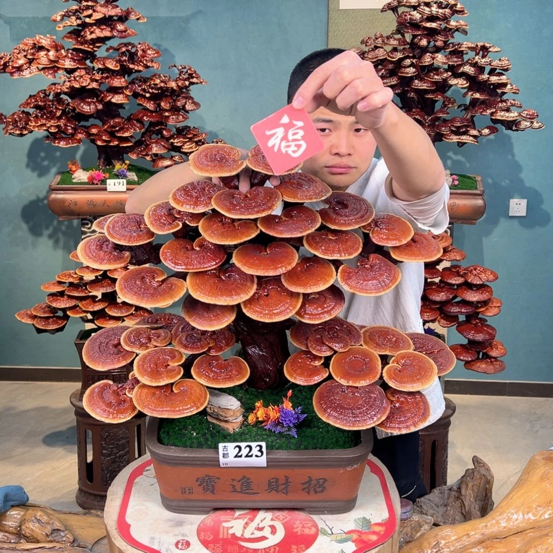 无花朵888888888889