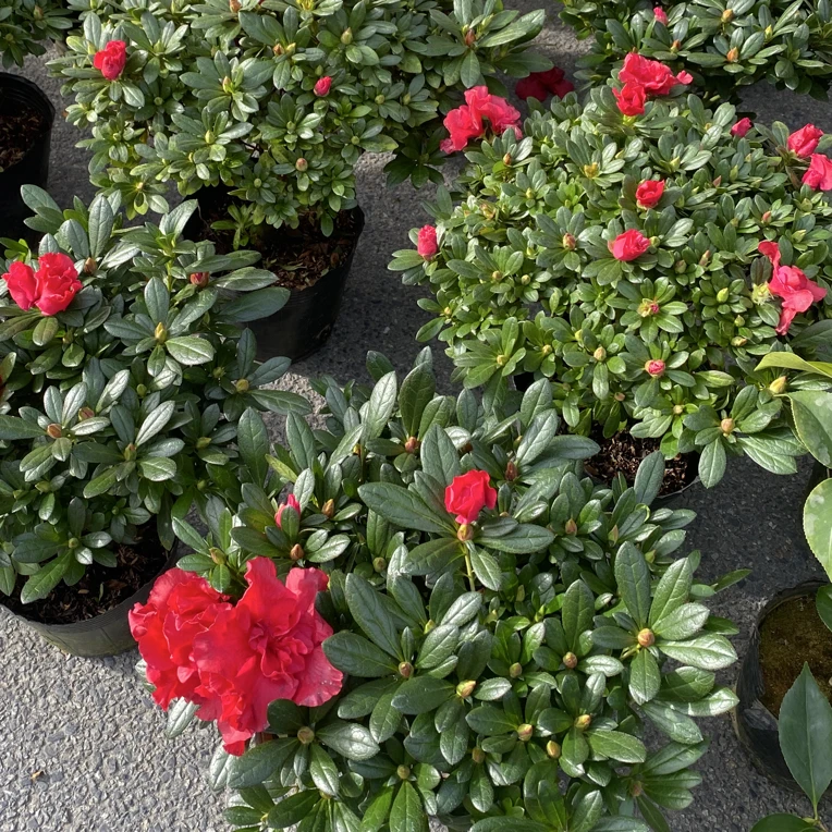 四季开花大颗老桩杜鹃花盆栽室内外好养活带花苞花卉绿植