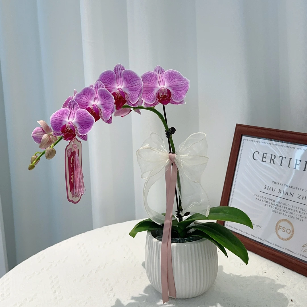 阡陌【安妮】粉色系蕾丝边蝴蝶兰 办公精致小巧桌面摆件